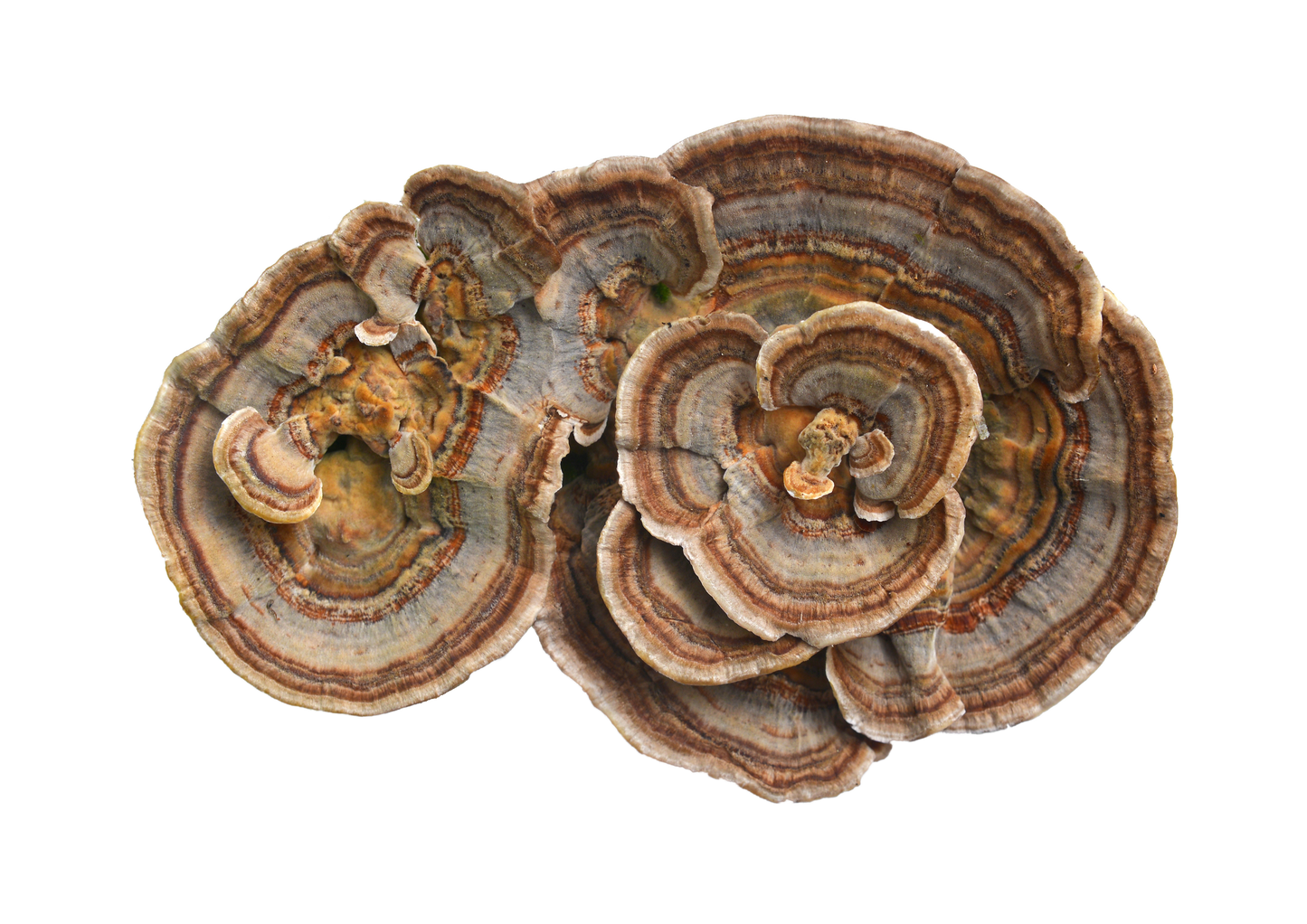 Turkey Tail